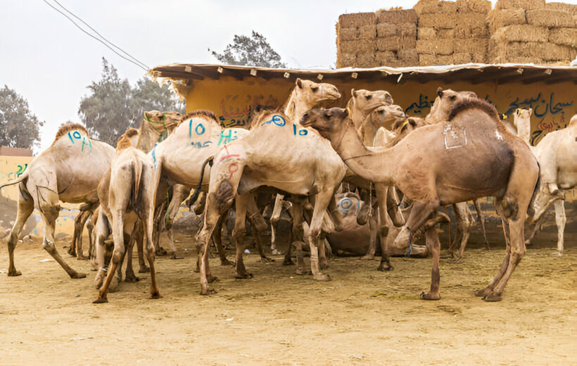 Birqash Camel Market Day Tour